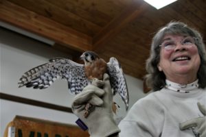 Kestral Kestral
