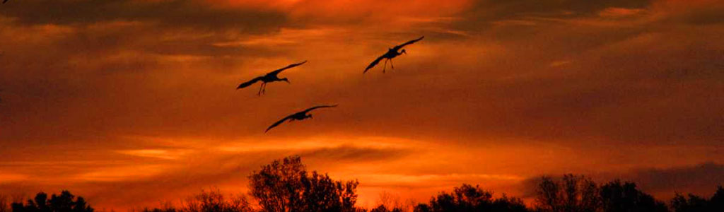 SHillCranes header SHillCranes header