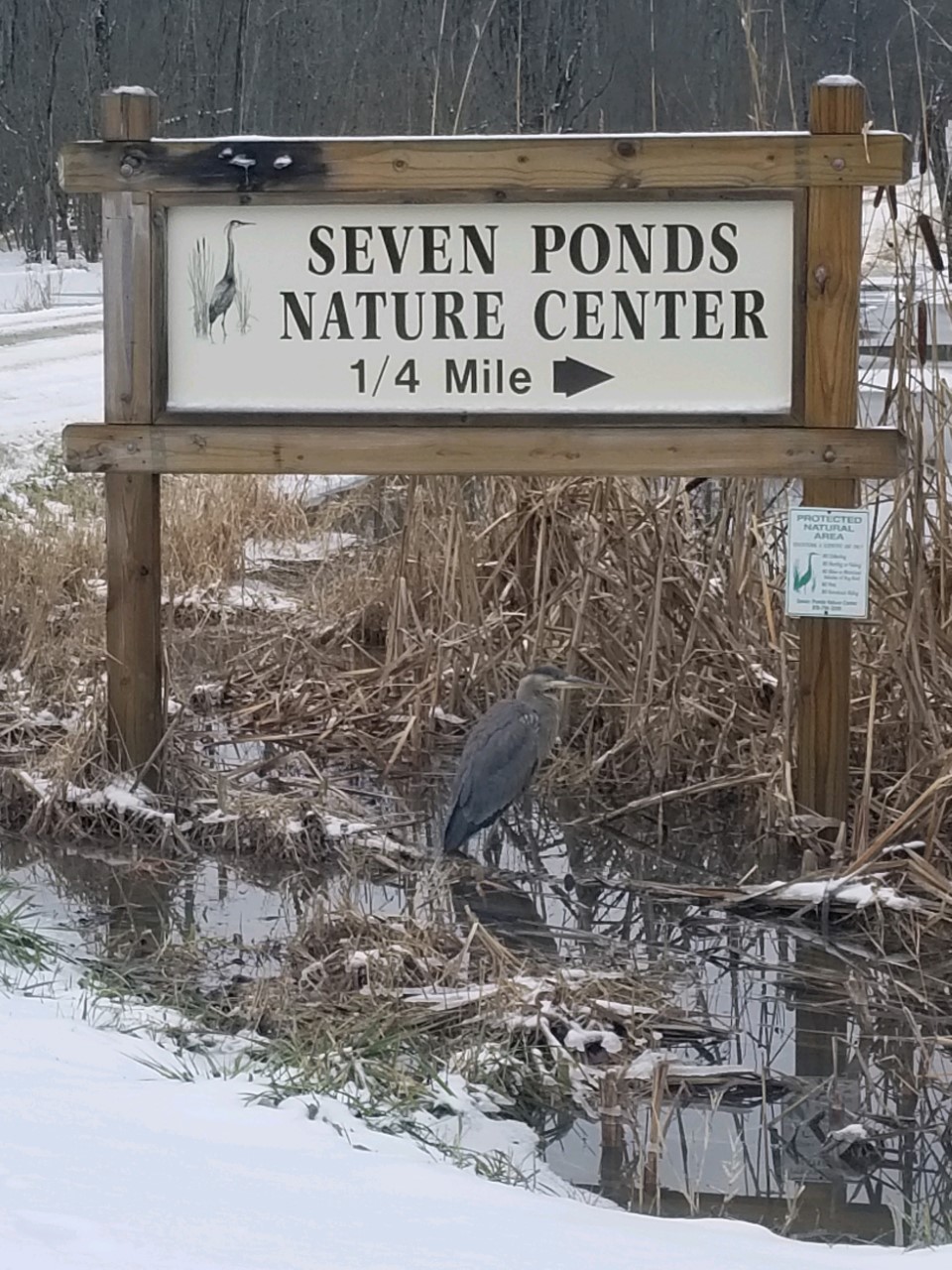 Great Blue Heron Great Blue Heron, photo by Daniel Bernard