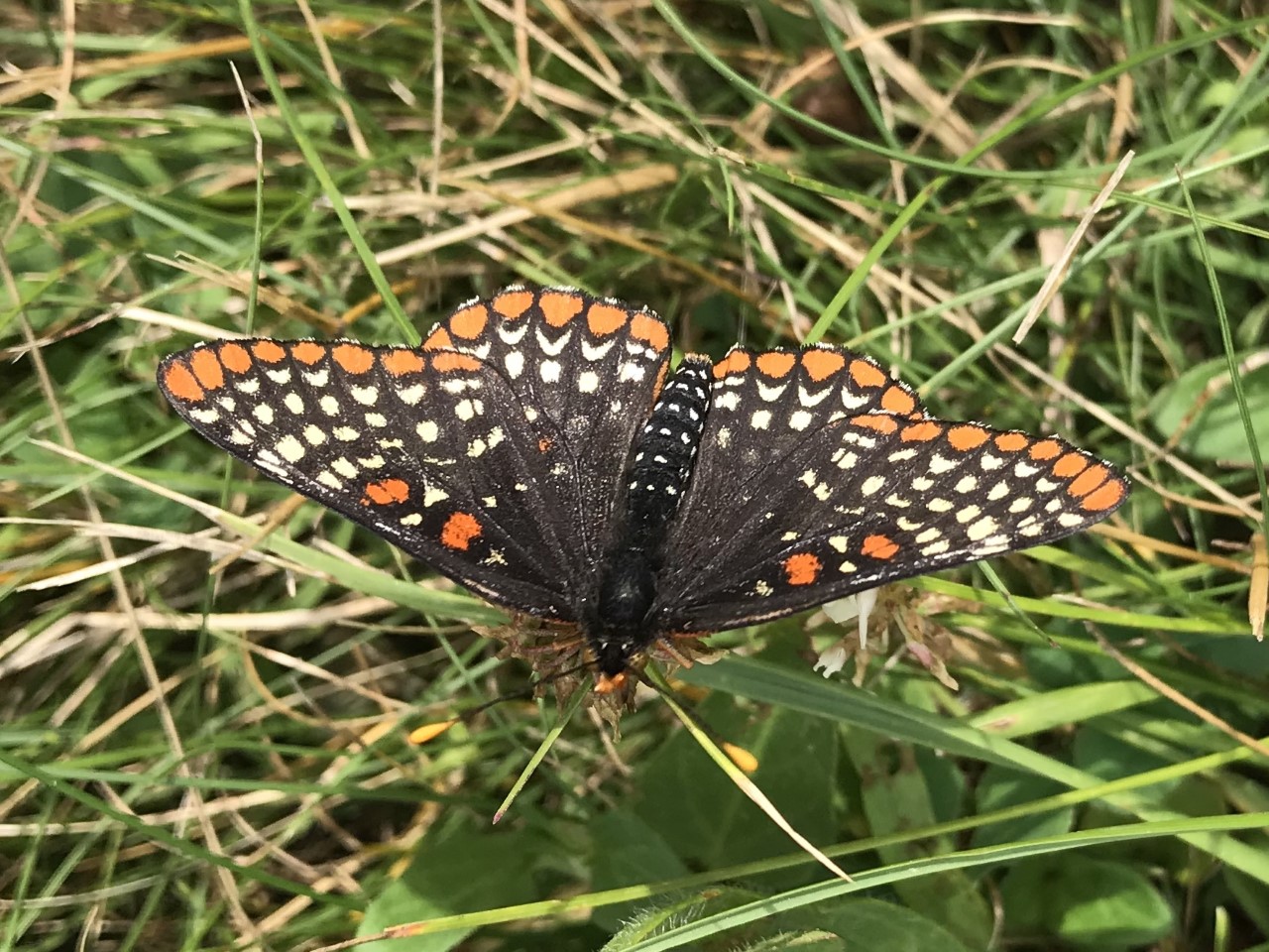 Baltimore Checkerspot in the North-80 fields