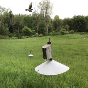 nest box nest box
