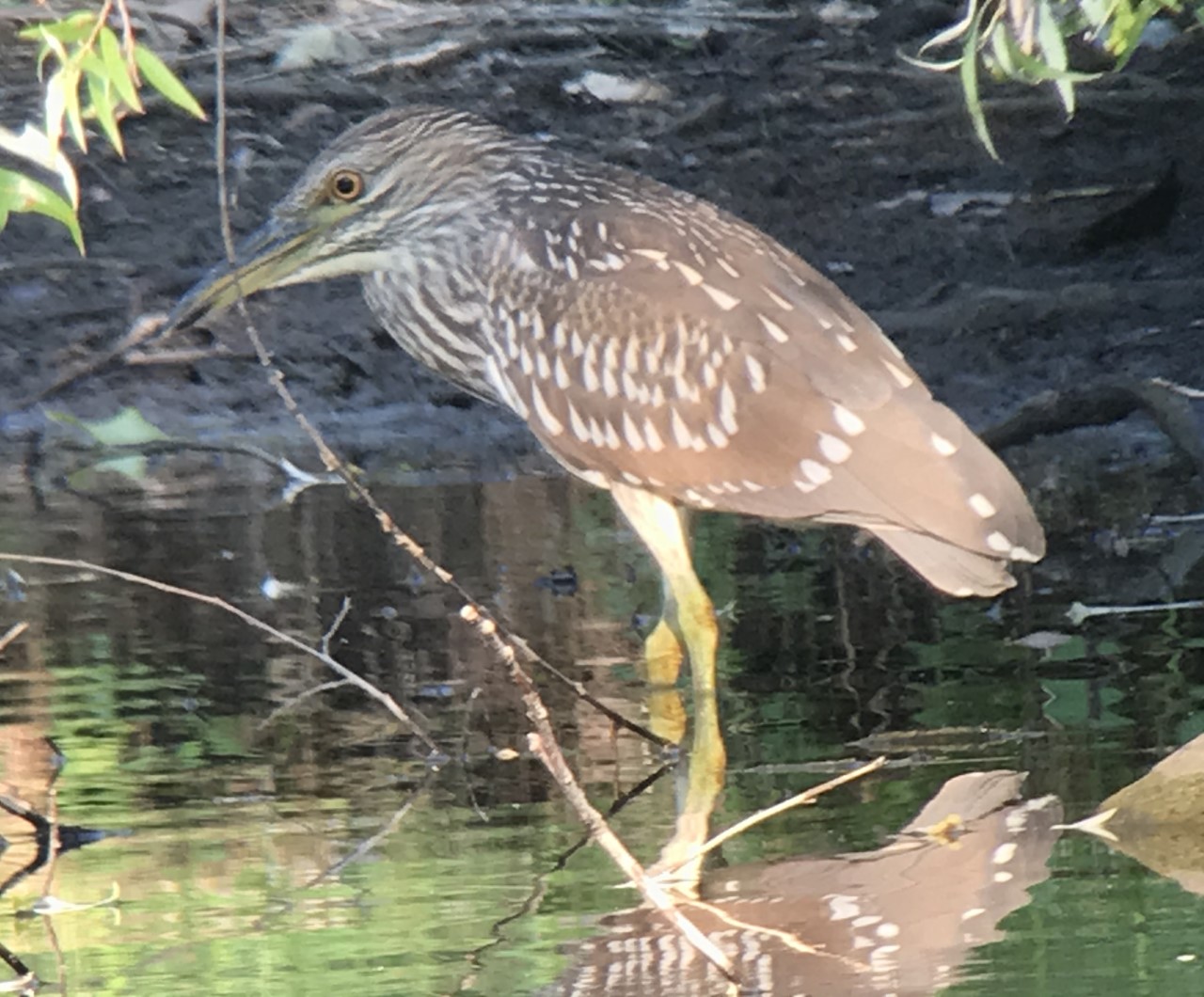 Black-crowned Night-Heron