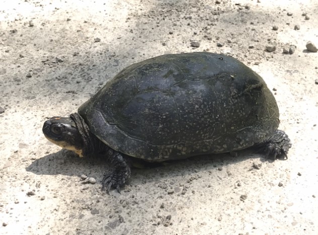 Blanding's Turtle Blanding's Turtle