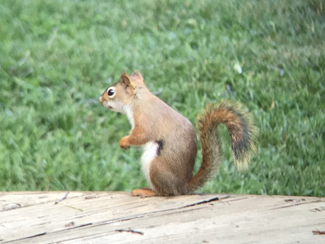 Red Squirrel Red Squirrel