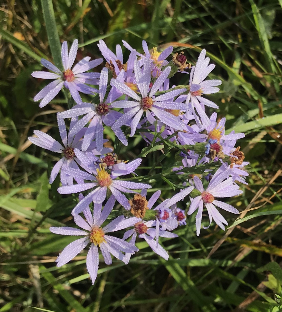 Smooth Blue Aster in Earl's Prairie