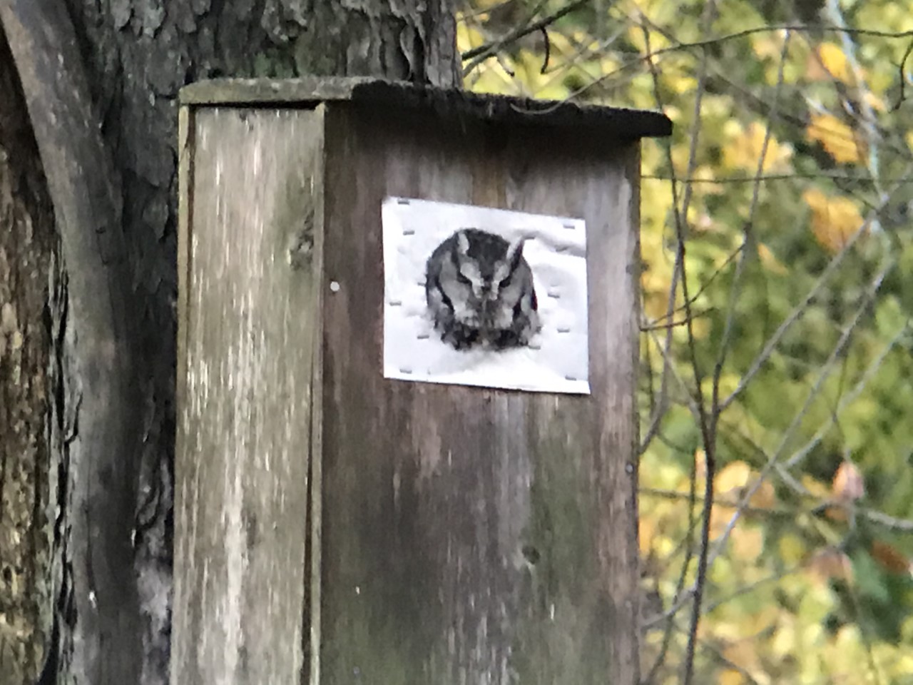 Eastern Screech-Owl roosting in Wood Duck nest box