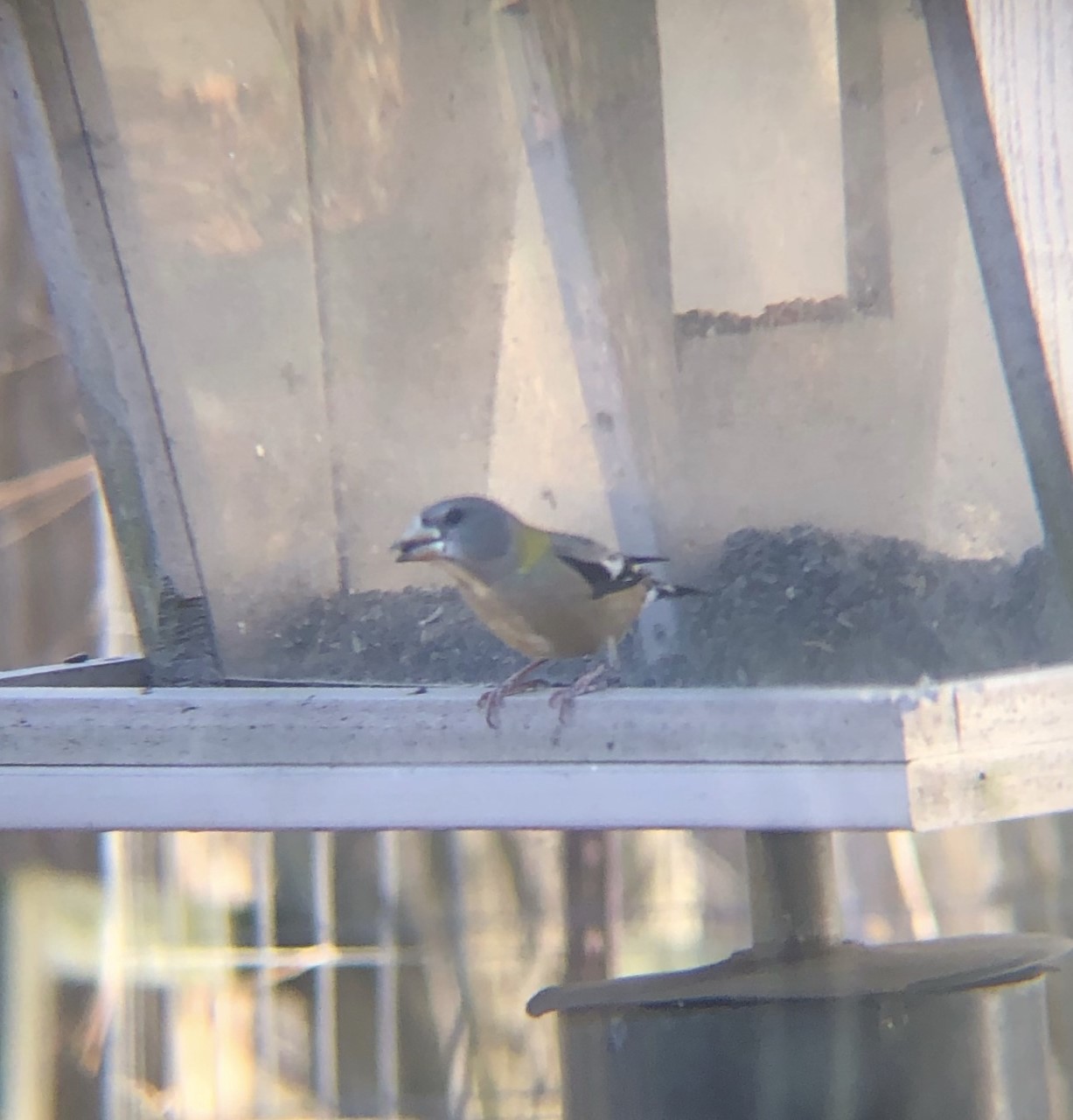 Evening Grosbeak Female Evening Grosbeak at Seven Ponds