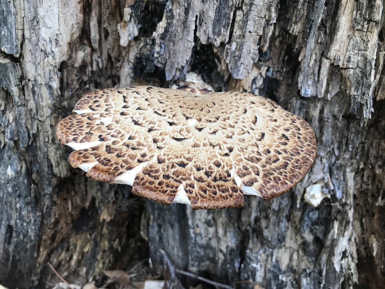 Dryad's Saddle in the North-80