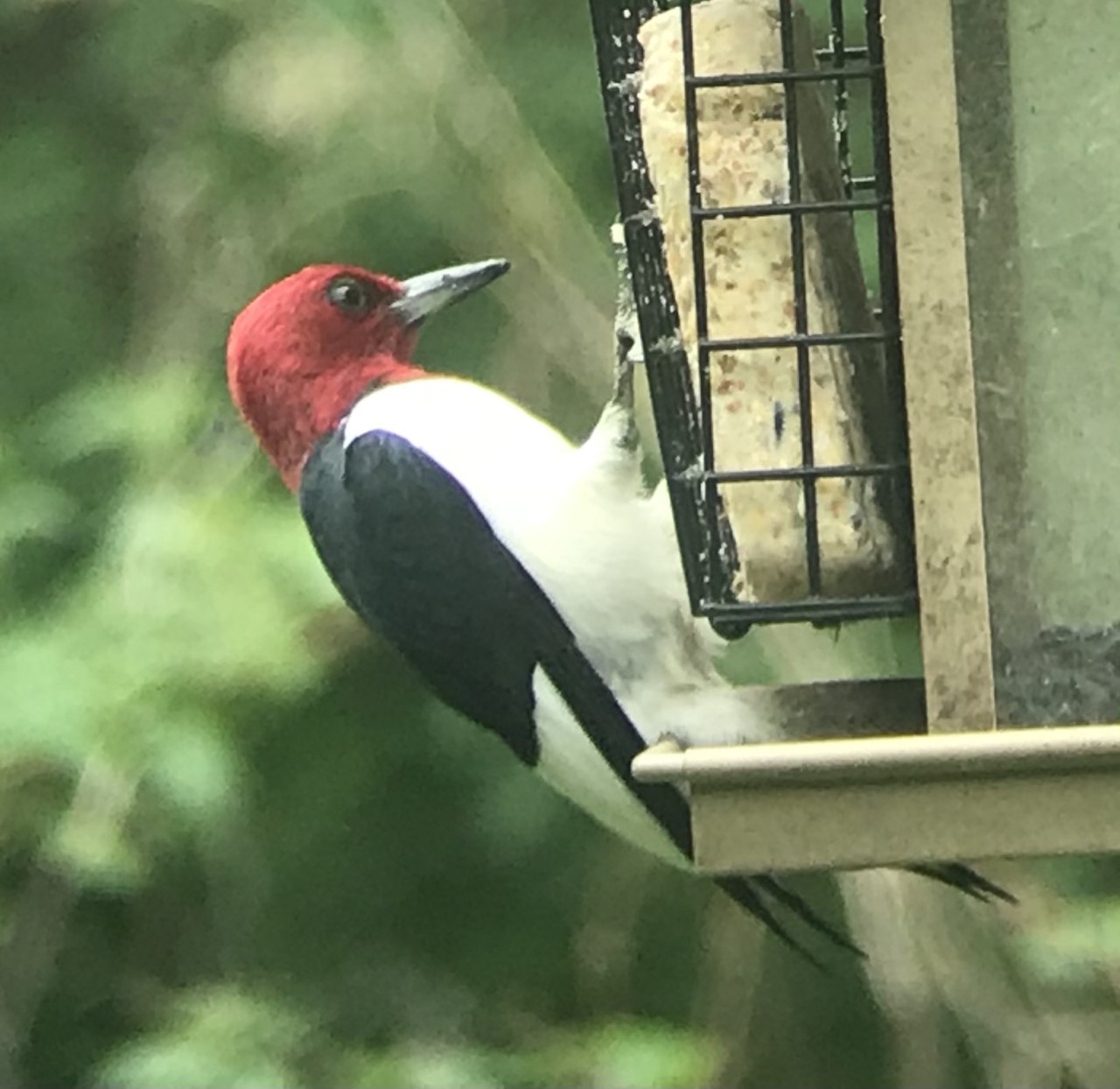 Red-headed Woodpecker at Seven Ponds