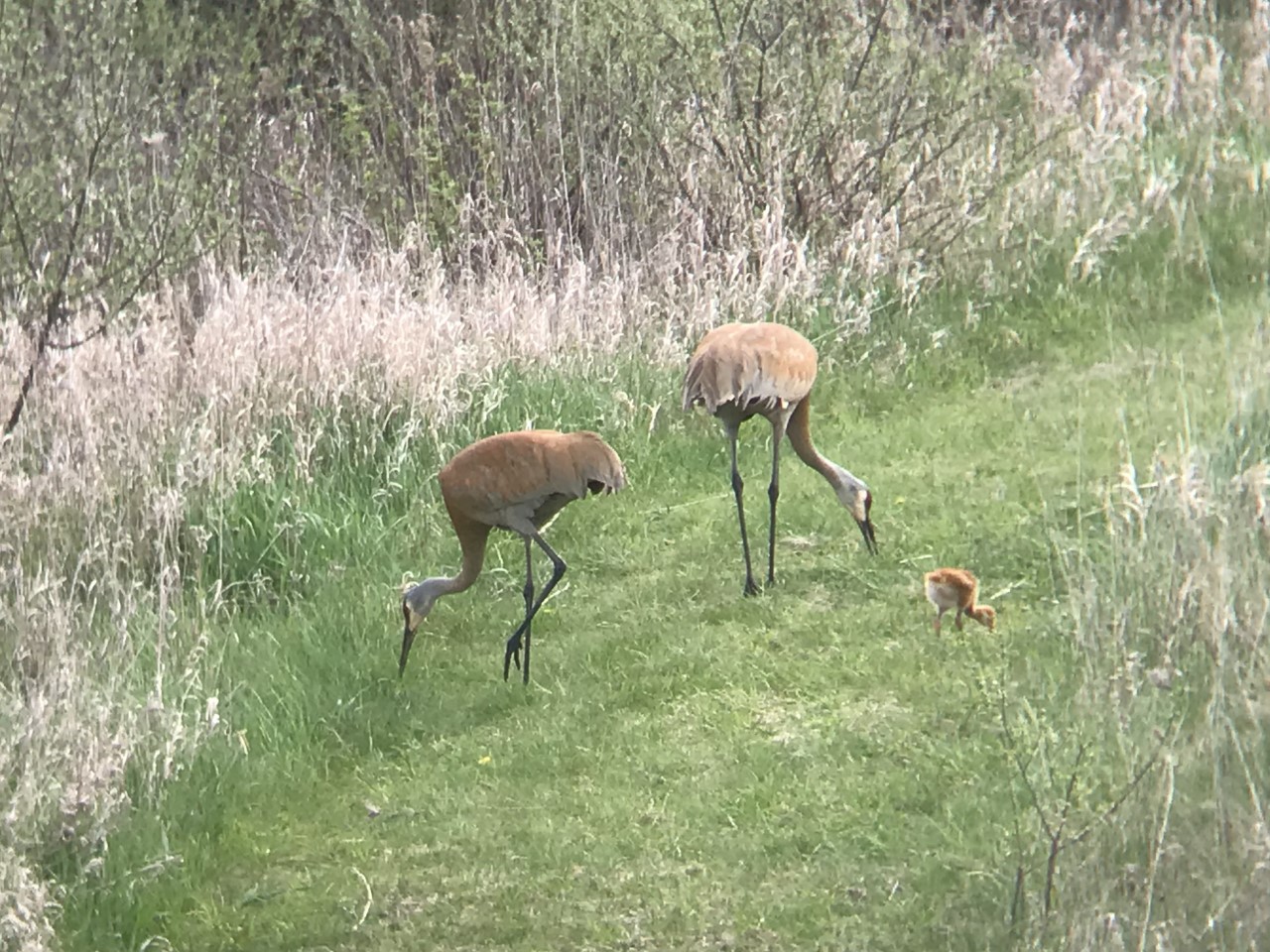 Sandhill Crane pair - and baby makes three!