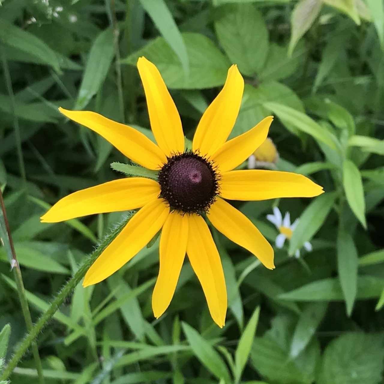 Black-eyed Susan