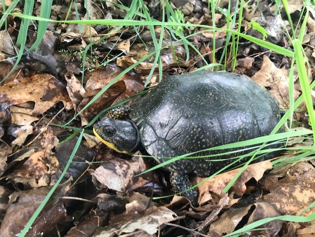 Blanding's Turtle at Seven Ponds