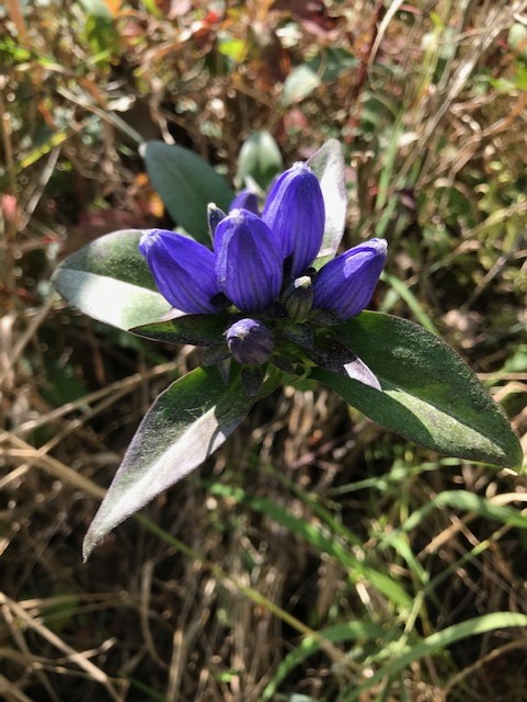 Bottle Gentian