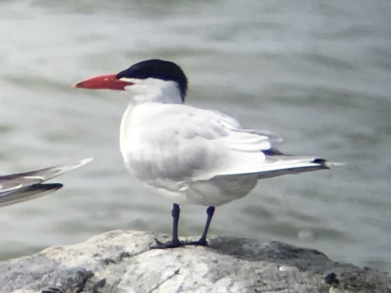 Caspian Tern