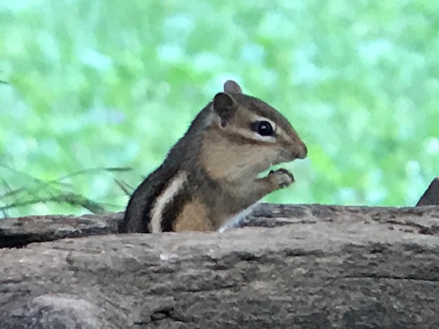 Eastern Chipmunk