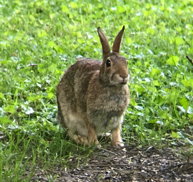 Eastern Cottontail