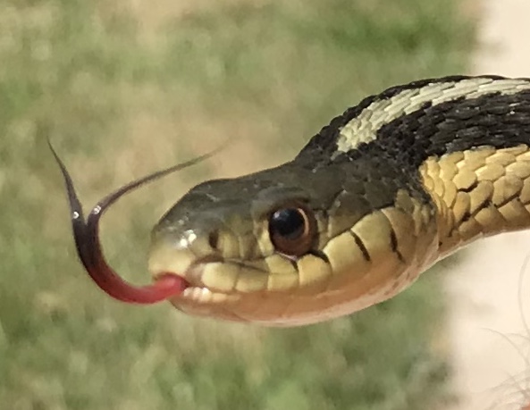 Garter Snake