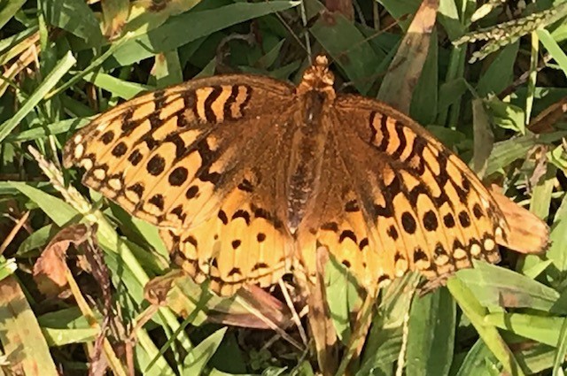 Great Spangled Fritillary