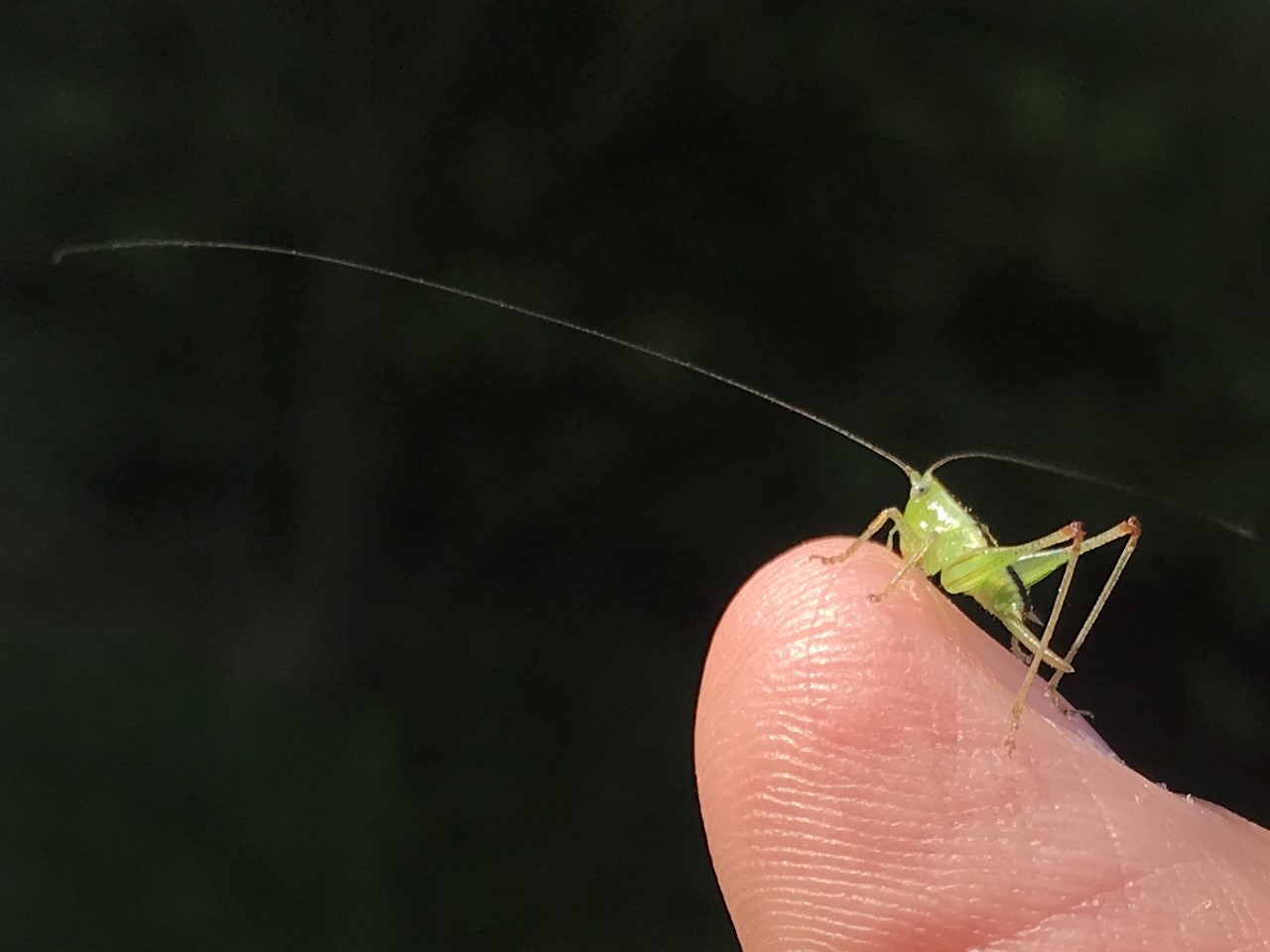 Katydid