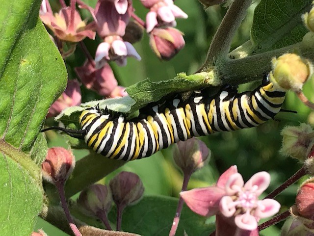 Monarch caterpillar on milkweed in the North-80