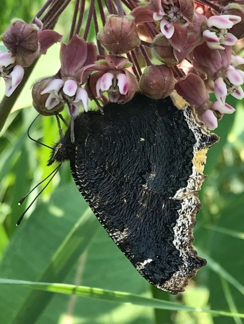 Mourning Cloak feeding on a milkweed flower in the North-80