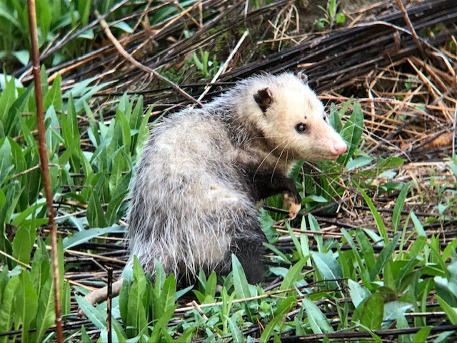 Opossum