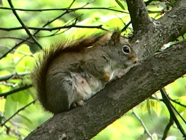 Red Squirrel