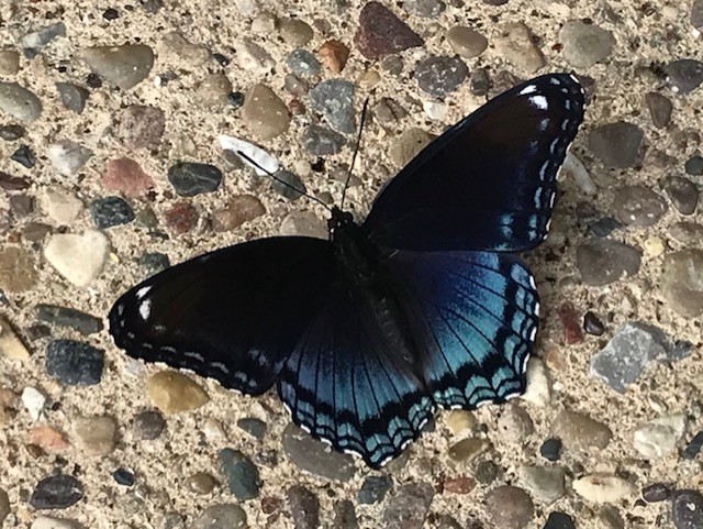 Red-spotted Purple on our sidewalk