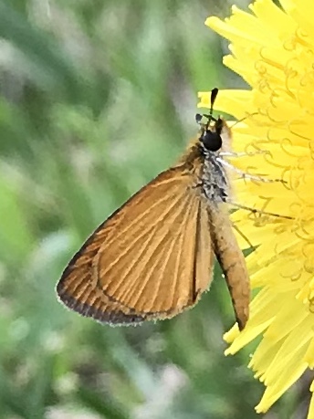 Skipper