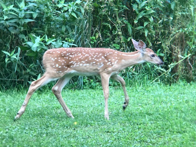 Whitetail Deer fawn