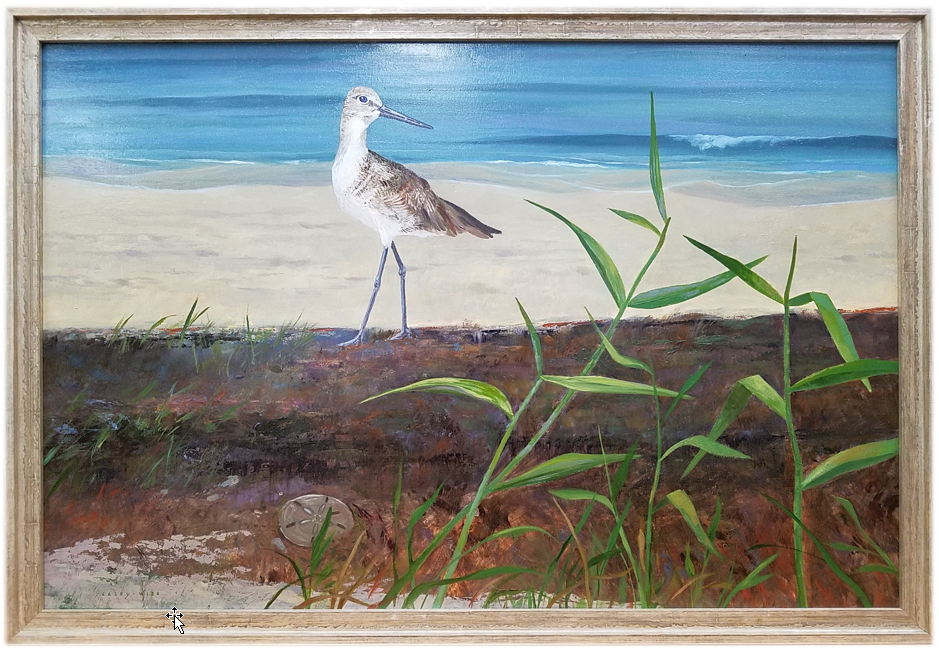 Willet Willet