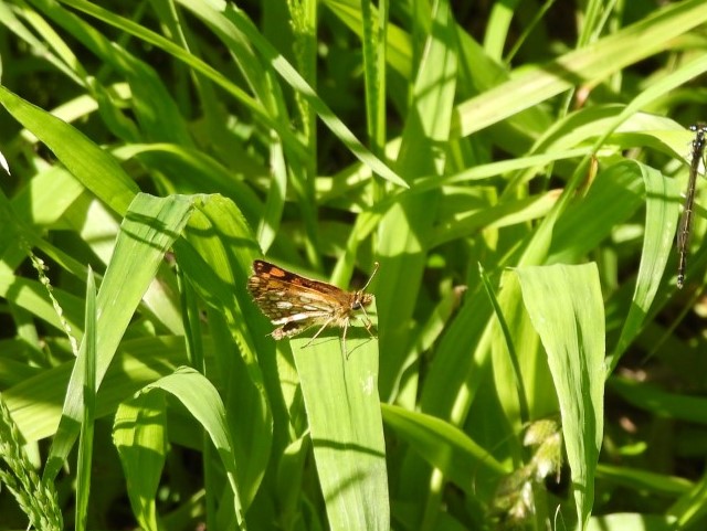 Arctic Skipper at Seven Ponds - first record for Lapeer County