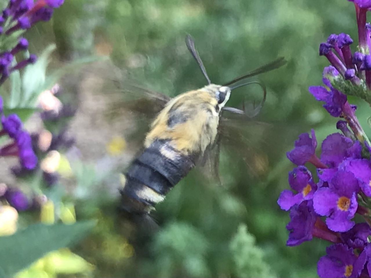 Snowberry Clearwing moth, with wings so fast they are just a blur!