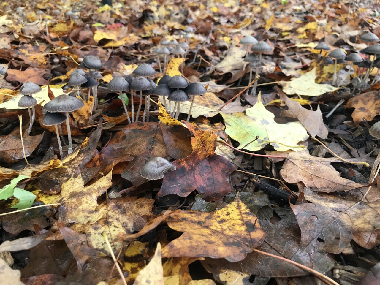 Fall fungi abounds!