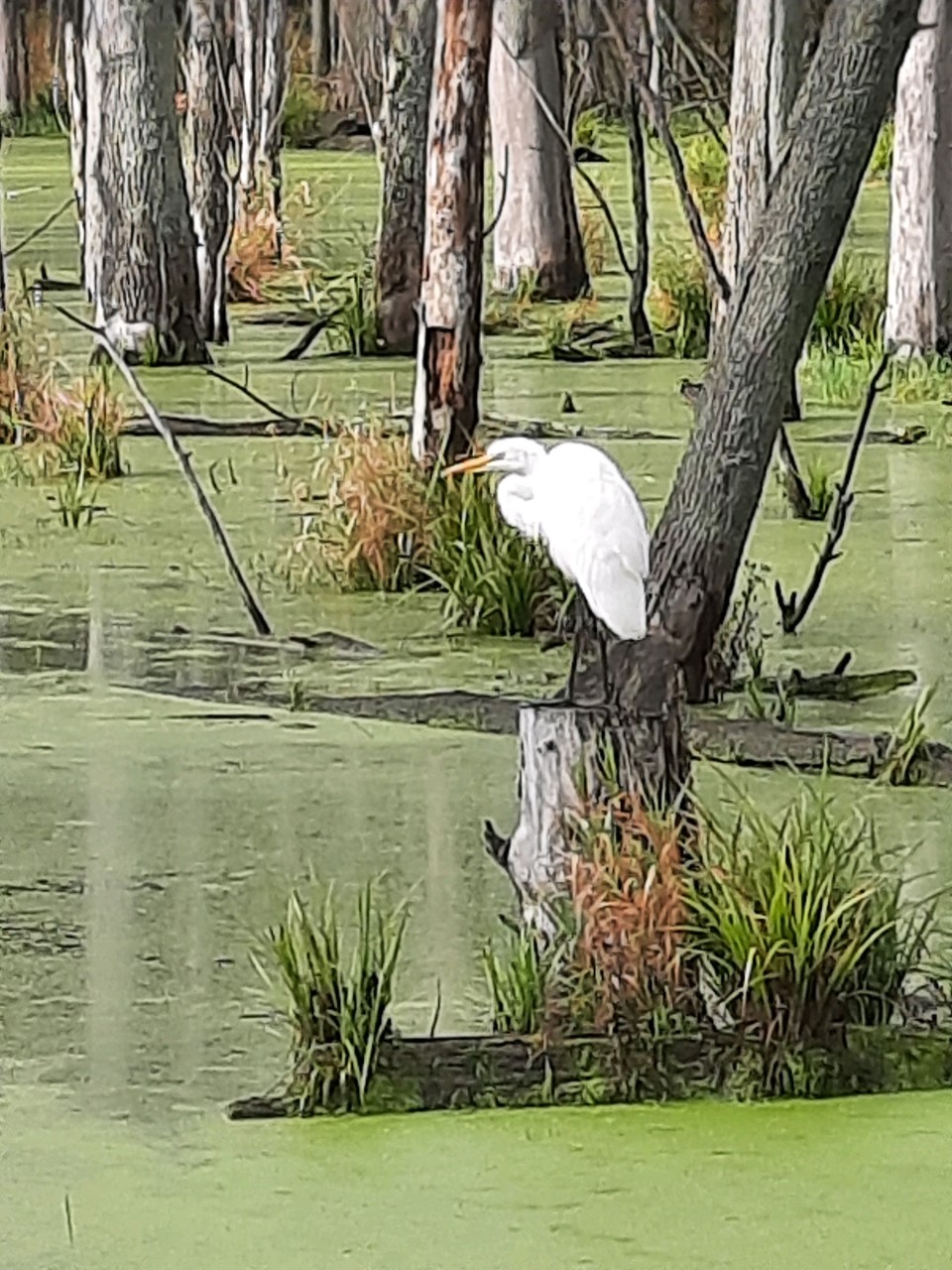 Great Egret spotted at the Crawford Rd/Lake George Rd swamp at Seven Ponds