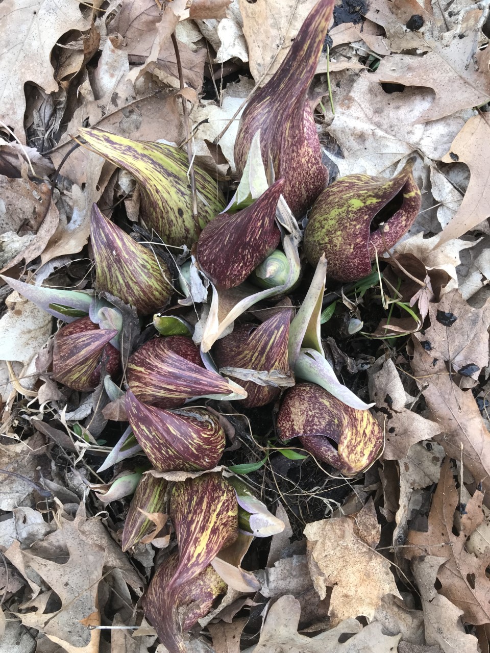 Skunk cabbage emerging through last fall's leaf litter