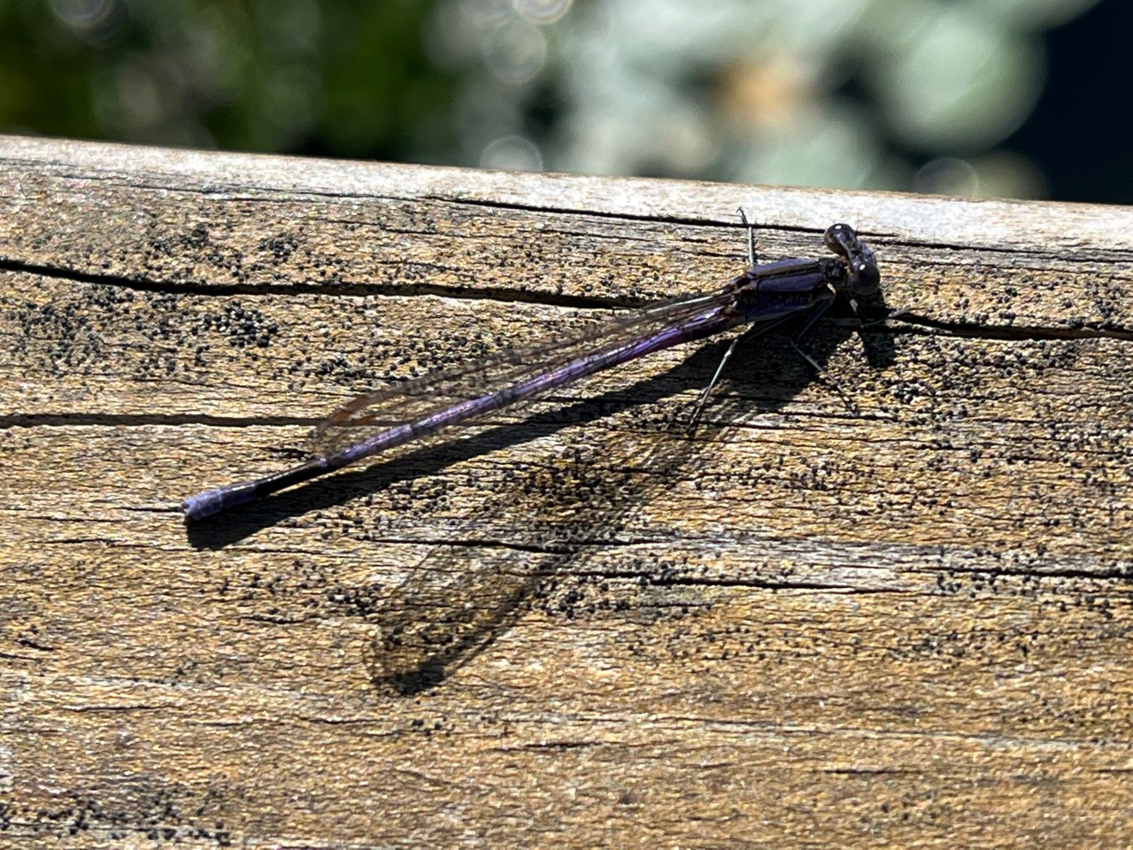 Violet Dancer (Argia fumipennis violacea) at the A-frame Bridge