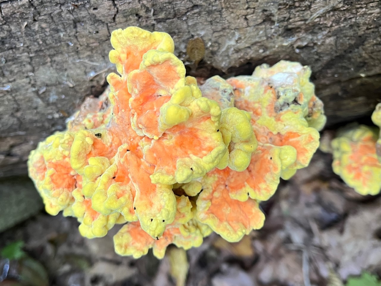 Chicken of the Woods (Laetiporus sulphureus) in Paul's Woods