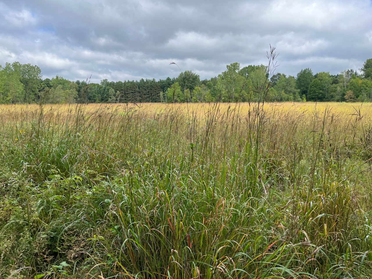 Earl's Prairie on an overcast morning