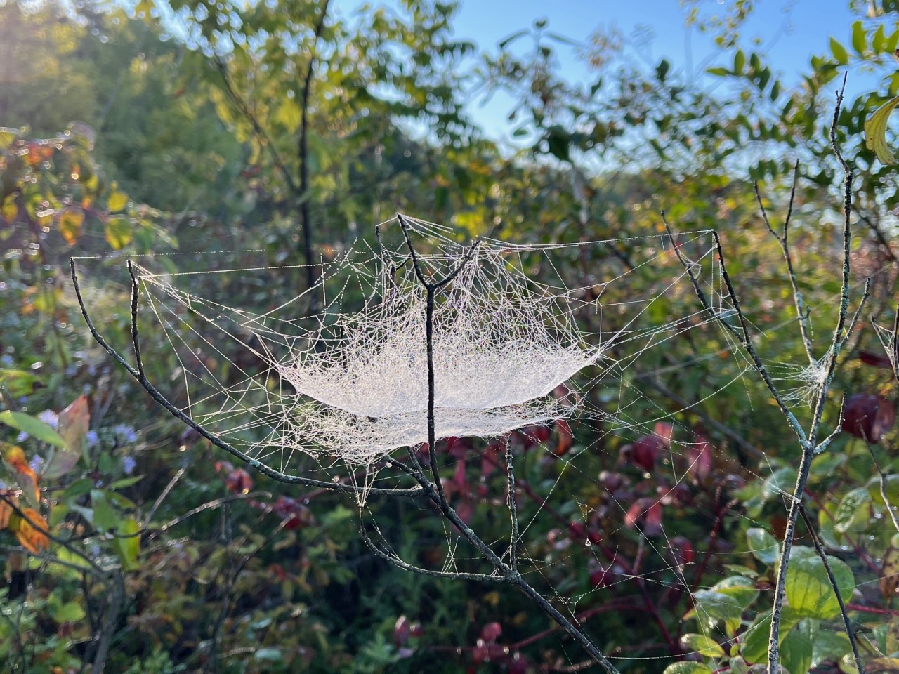Bowl and doily web near the A-Frame Bridge