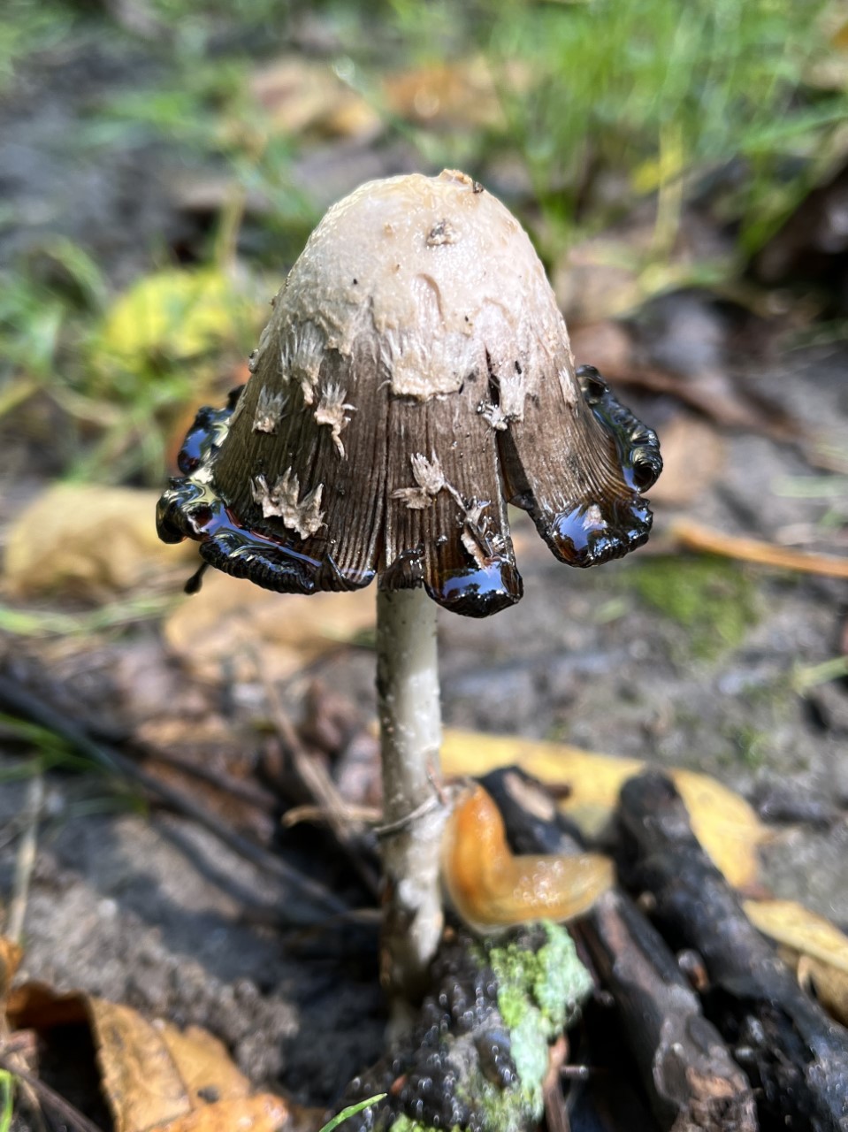 Shaggy Mane (Coprinus comatus)