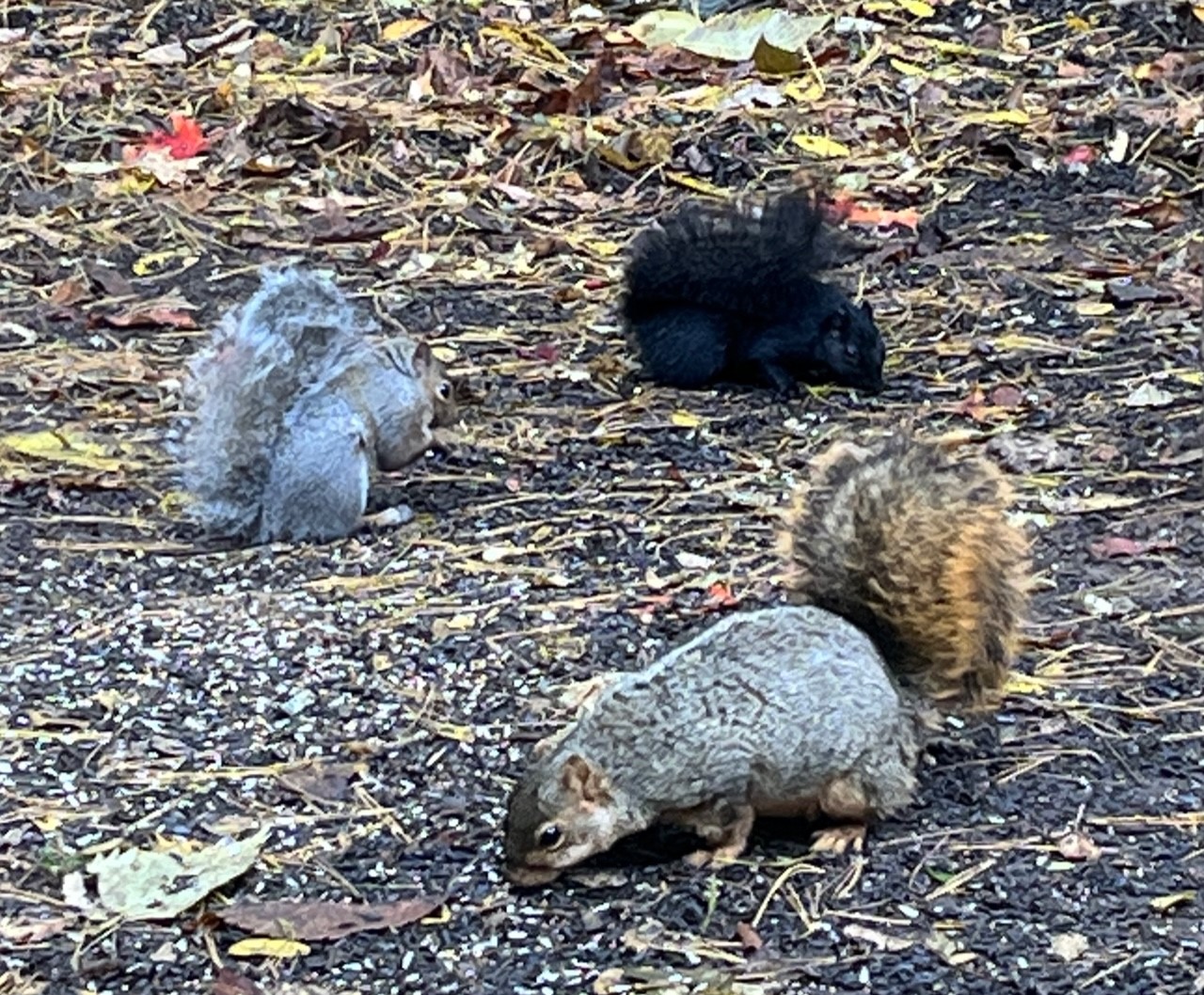 Fox Squirrel in front with Gray Squirrels (gray and black form)