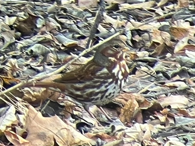 Fox Sparrow foraging at Seven Ponds