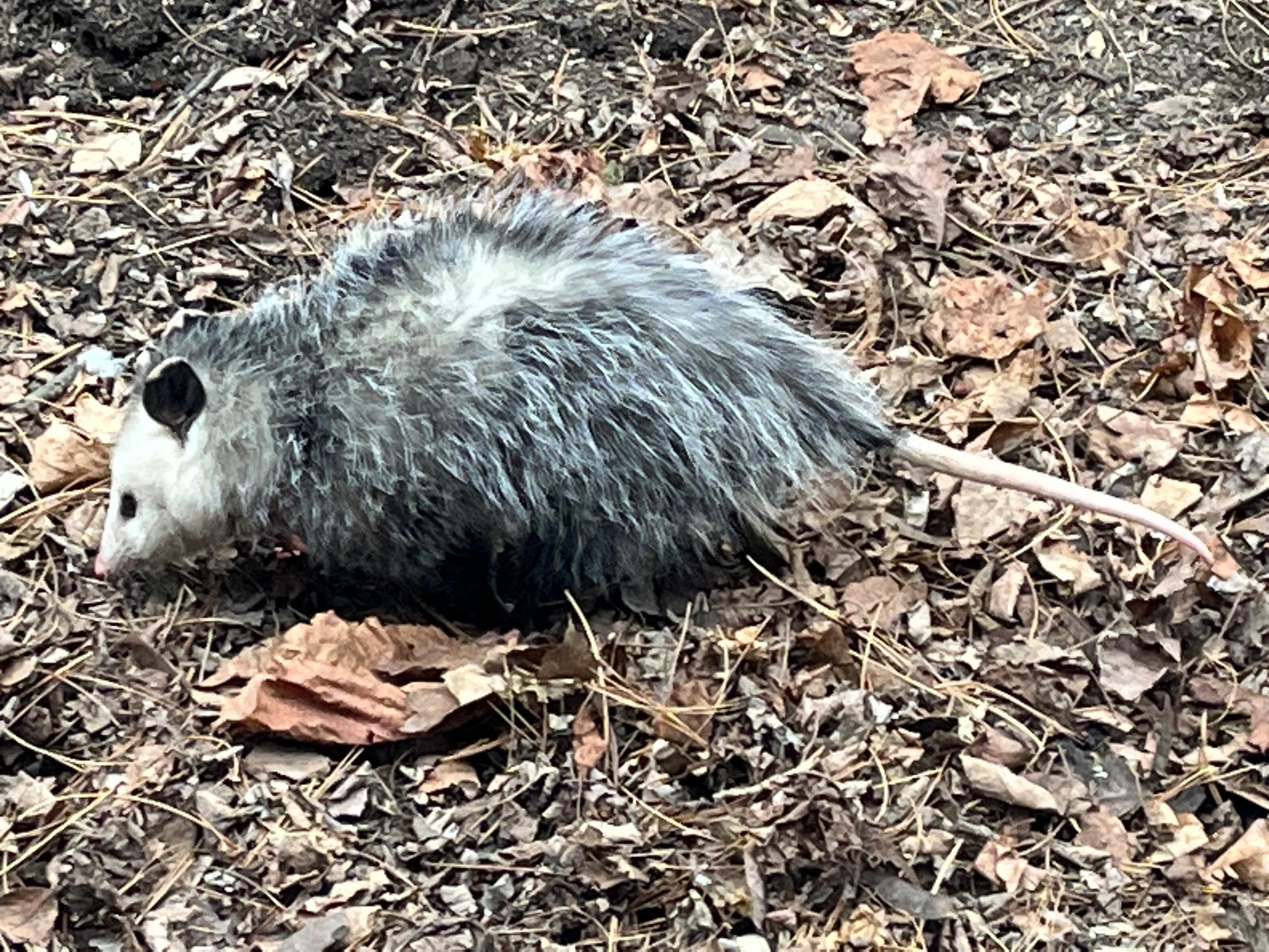 Virginia Opossum at our feeders