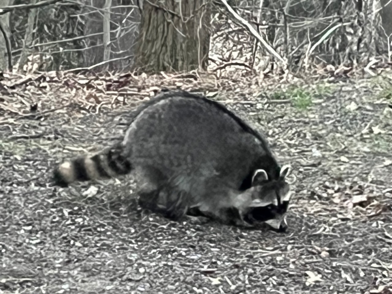 Our healthy raccoon visitor