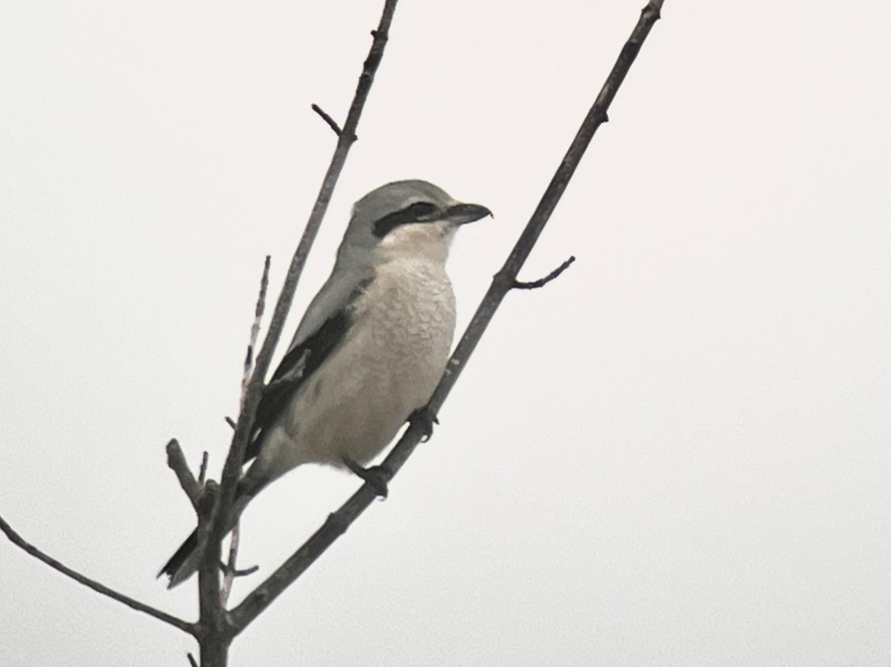 Northern Shrike, aka The Butcher Bird, hunting over Big Pond