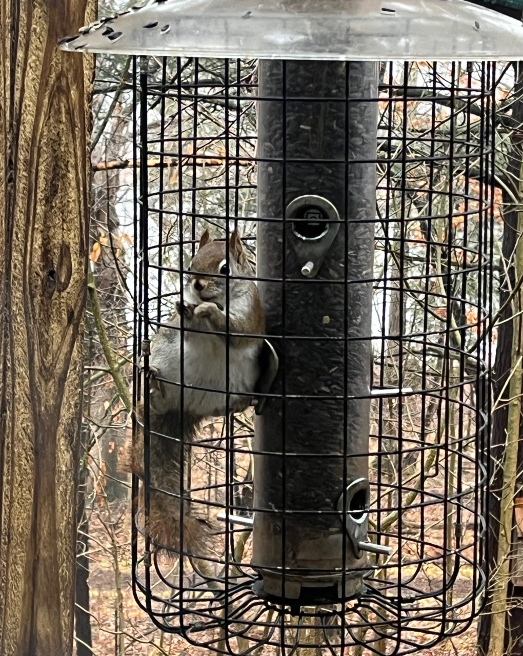 Red Squirrel overcoming our "squirrel proof" feeder