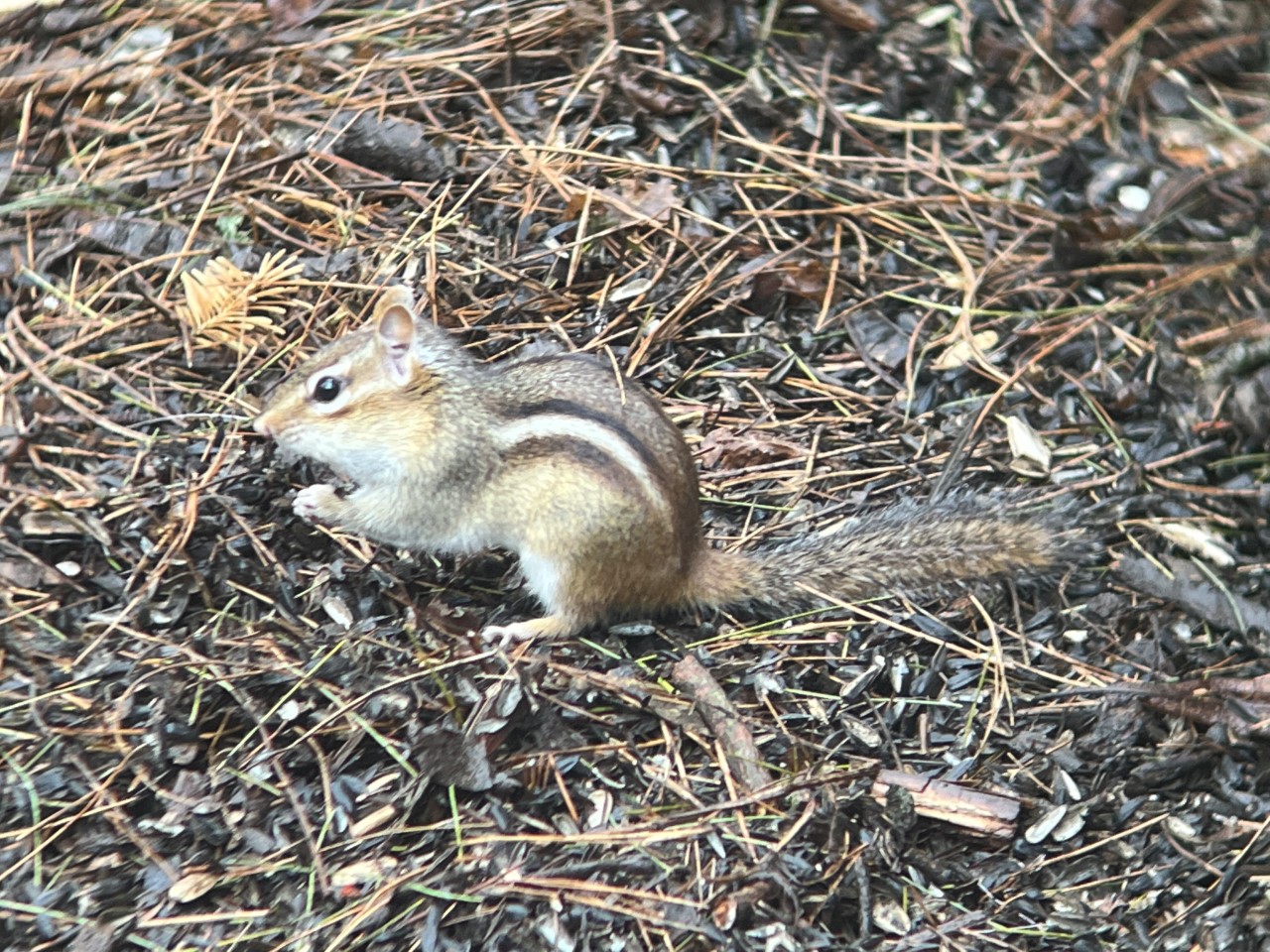 First of the spring Eastern Chipmunk at Seven Ponds