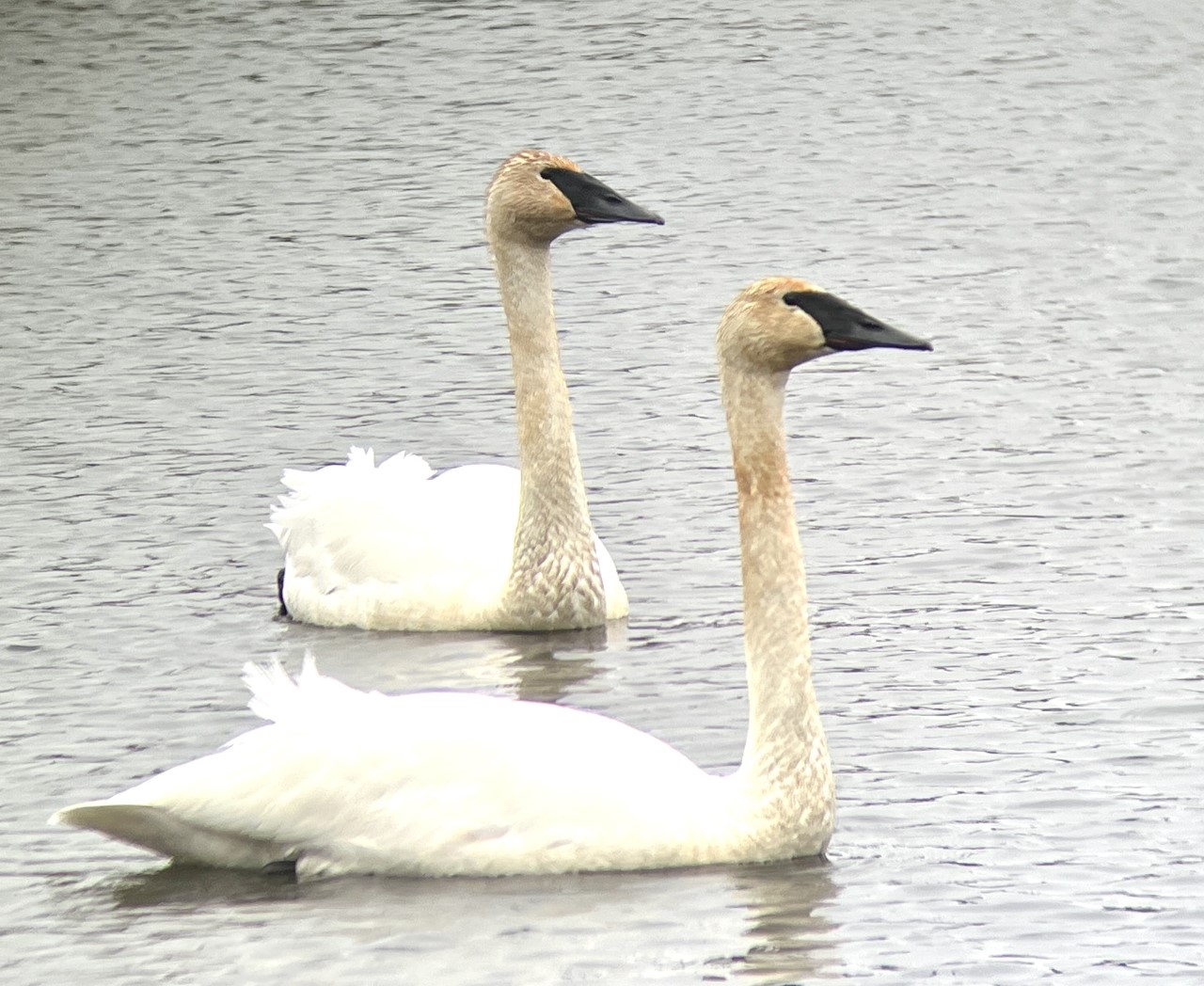 Trumpeter Swans on Treetop Pond