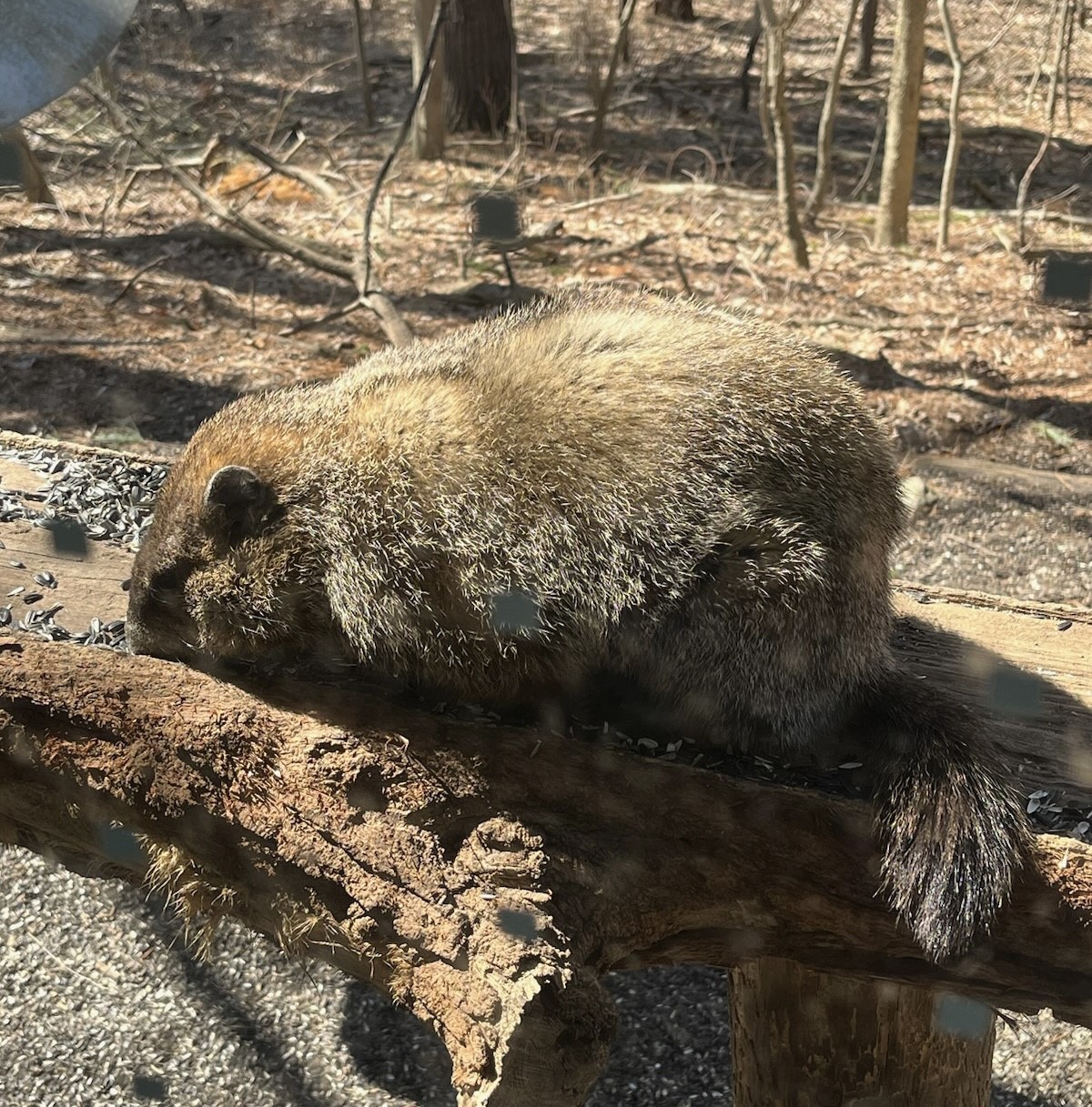 Good morning, Woodchuck! Nice to see you again. 